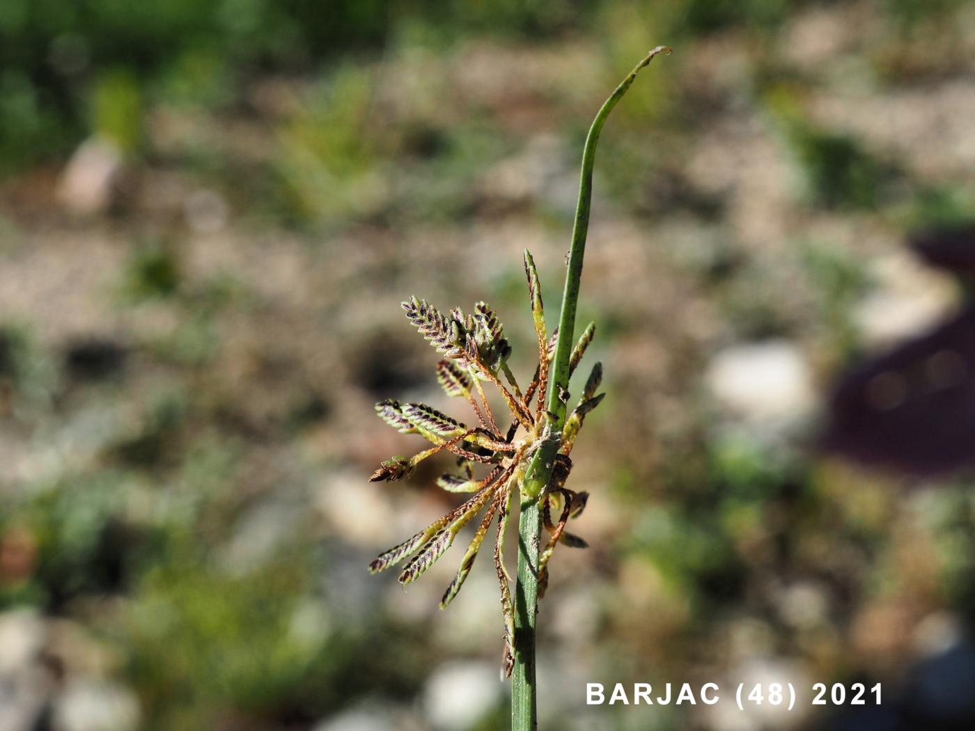 Cyperus, Brown leaf